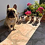 dog, french_bulldog, figurines, patio, flowers, pink_flowers, garden, sunlight, shadow, stone_floor, outdoor, pet, animal, cute, small_dog, realistic, decor, greenery, wall, brick