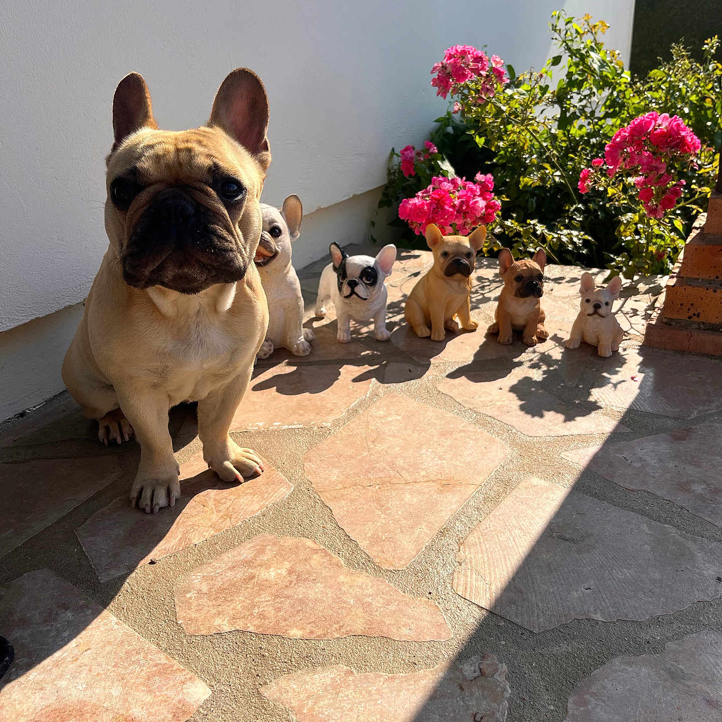 Shaien participe au concours pour gagner de l'argent avec cette photo : animal, brick, cute, decor, dog, figurines, flowers, french_bulldog, garden, greenery, outdoor, patio, pet, pink_flowers, realistic, shadow, small_dog, stone_floor, sunlight, wall