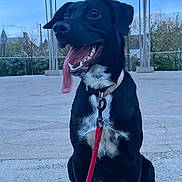 Oslo participe au concours pour gagner de l'argent avec cette photo : animal, black_dog, canine, collar, concrete, daytime, dog, happy, leash, looking_away, metal_structure, nature, outdoor, pavilion, pet, playful, sitting, tongue_out, trees, urban