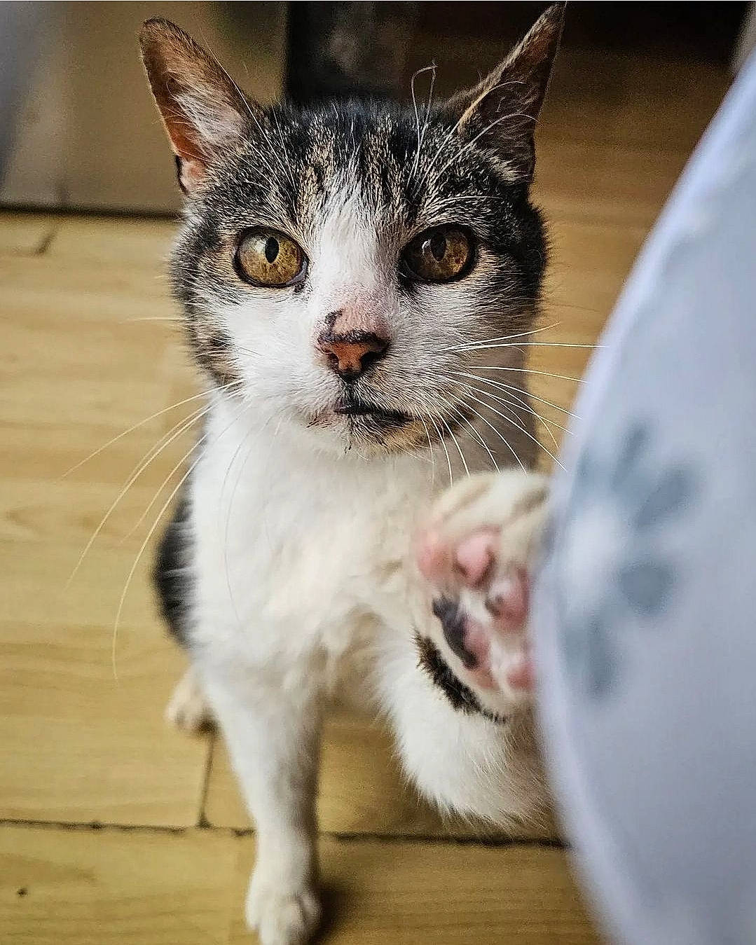 Boots joined the competition — help win amazing prizes! carnivore, cat, cat_supply, claw, collar, domestic_short_haired_cat, felidae, flooring, foot, fur, hardwood, paw, sitting, small_to_medium_sized_cats, snout, whiskers, wood