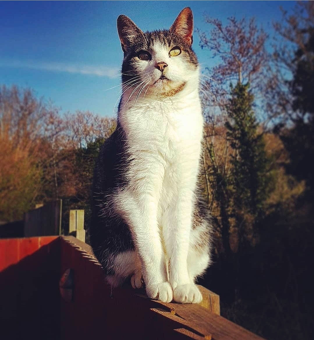 Boots joined the competition — help win amazing prizes! art, carnivore, cat, cloud, domestic_short_haired_cat, fawn, felidae, fur, grass, photo_caption, plant, sitting, sky, small_to_medium_sized_cats, snout, tail, tints_and_shades, tree, whiskers, window