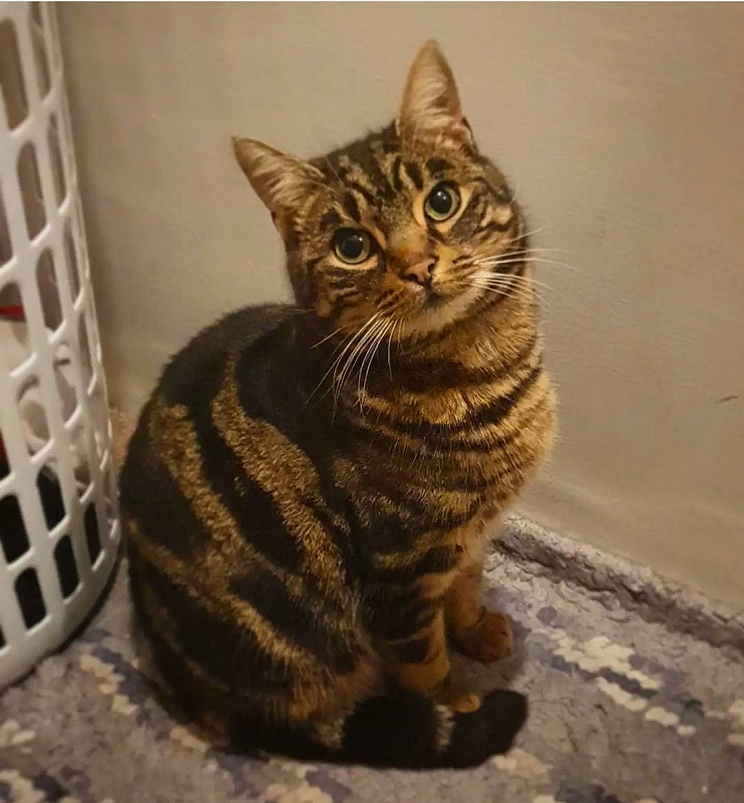 Pip is registered to the contest to win money with this photo: art, carnivore, cat, domestic_short_haired_cat, felidae, fur, sitting, small_to_medium_sized_cats, snout, tail, terrestrial_animal, whiskers, wildlife