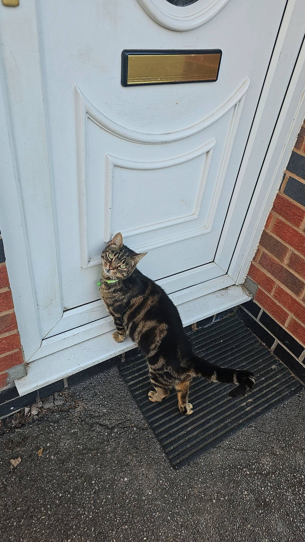 Pip joined the competition — help win amazing prizes! brown, carnivore, cat, domestic_short_haired_cat, door, fawn, felidae, floor, flooring, fur, grey, hardwood, mammal, road_surface, small_to_medium_sized_cats, stairs, tail, vertebrate, whiskers, wood