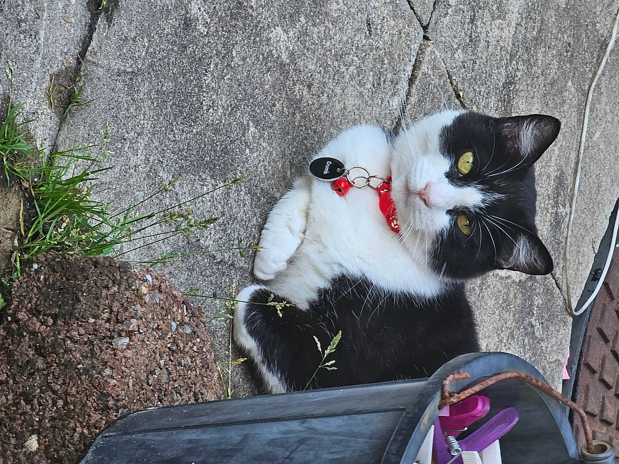 Ned is registered to the contest to win money with this photo: bench, carmine, carnivore, cat, domestic_short_haired_cat, felidae, fur, grass, grey, paw, plant, road_surface, sitting, small_to_medium_sized_cats, snout, tail, toy, tree, whiskers, window