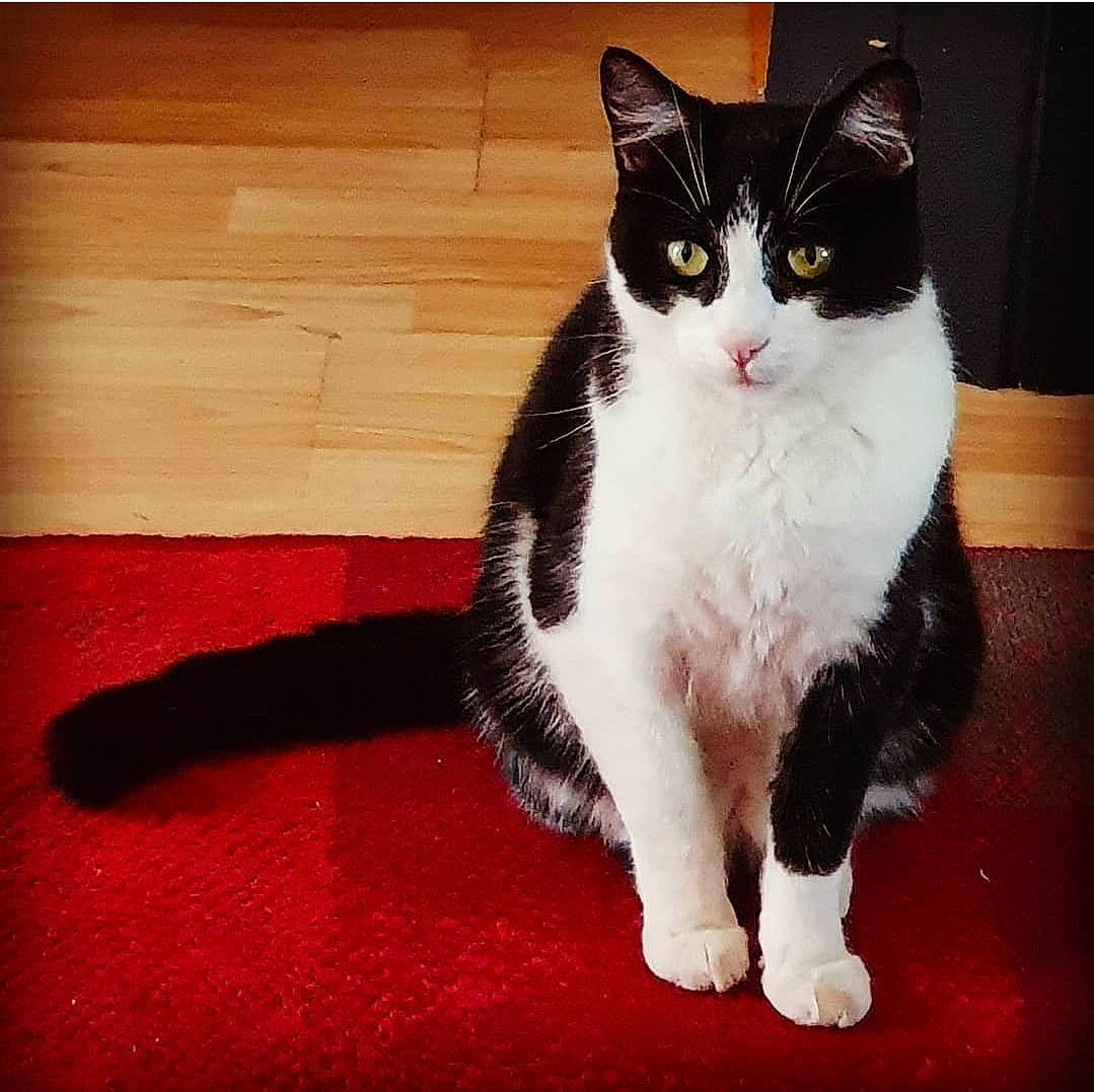 Ned is registered to the contest to win money with this photo: carnivore, carpet, cat, domestic_short_haired_cat, felidae, flooring, foot, fur, hardwood, paw, rectangle, sitting, small_to_medium_sized_cats, snout, tail, terrestrial_animal, whiskers, wood