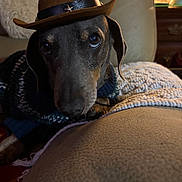 Slinky joined the competition — help win amazing prizes! dog, cowboy_hat, pet, sweater, indoor, couch, blanket, cozy, closeup, animal, brown, black, furniture, portrait, cute, relaxed, companion, domestic, canine, hat