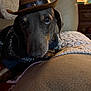 dog, cowboy_hat, pet, sweater, indoor, couch, blanket, cozy, closeup, animal, brown, black, furniture, portrait, cute, relaxed, companion, domestic, canine, hat
