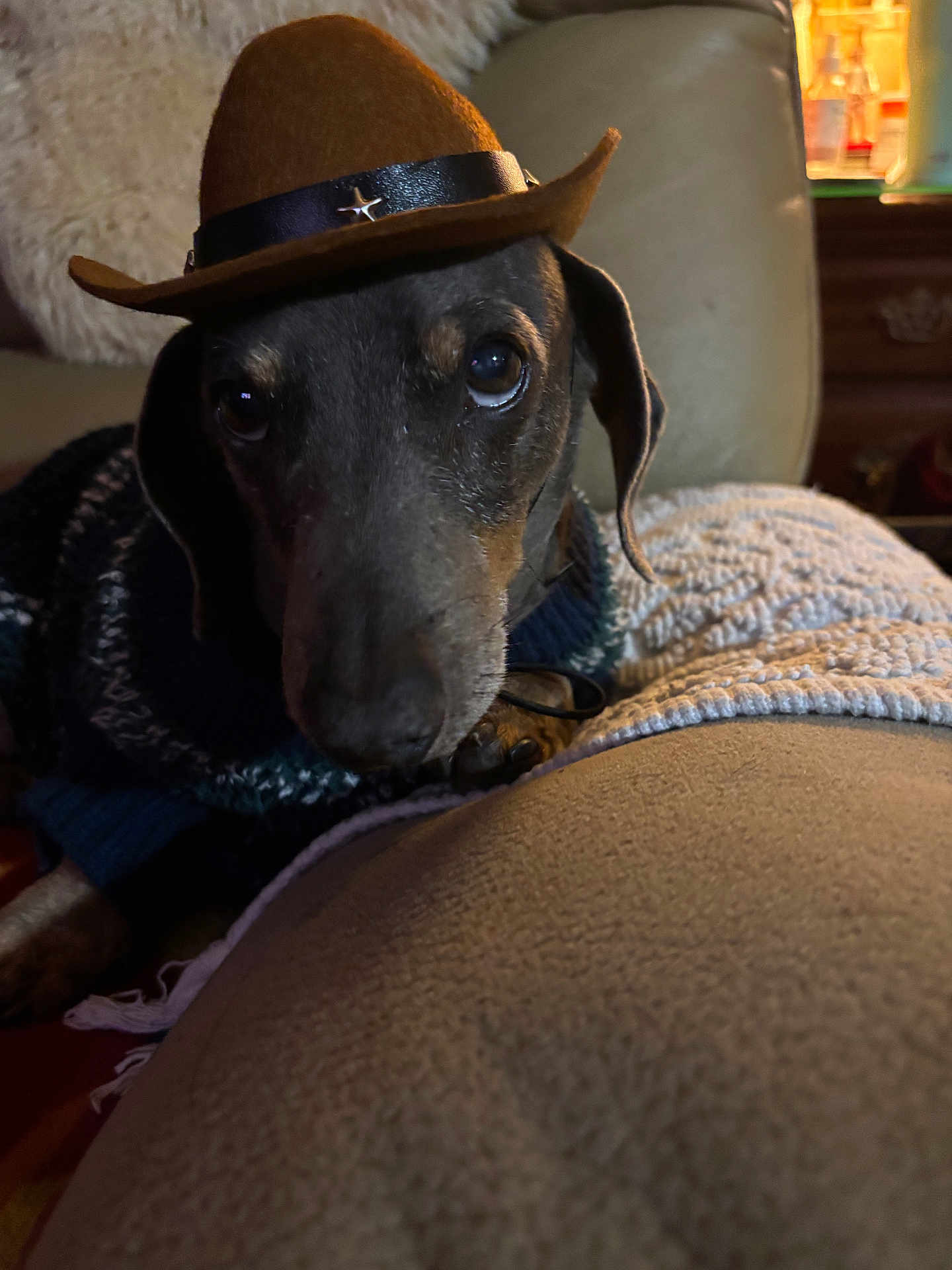Slinky joined the competition — help win amazing prizes! dog, cowboy_hat, pet, sweater, indoor, couch, blanket, cozy, closeup, animal, brown, black, furniture, portrait, cute, relaxed, companion, domestic, canine, hat