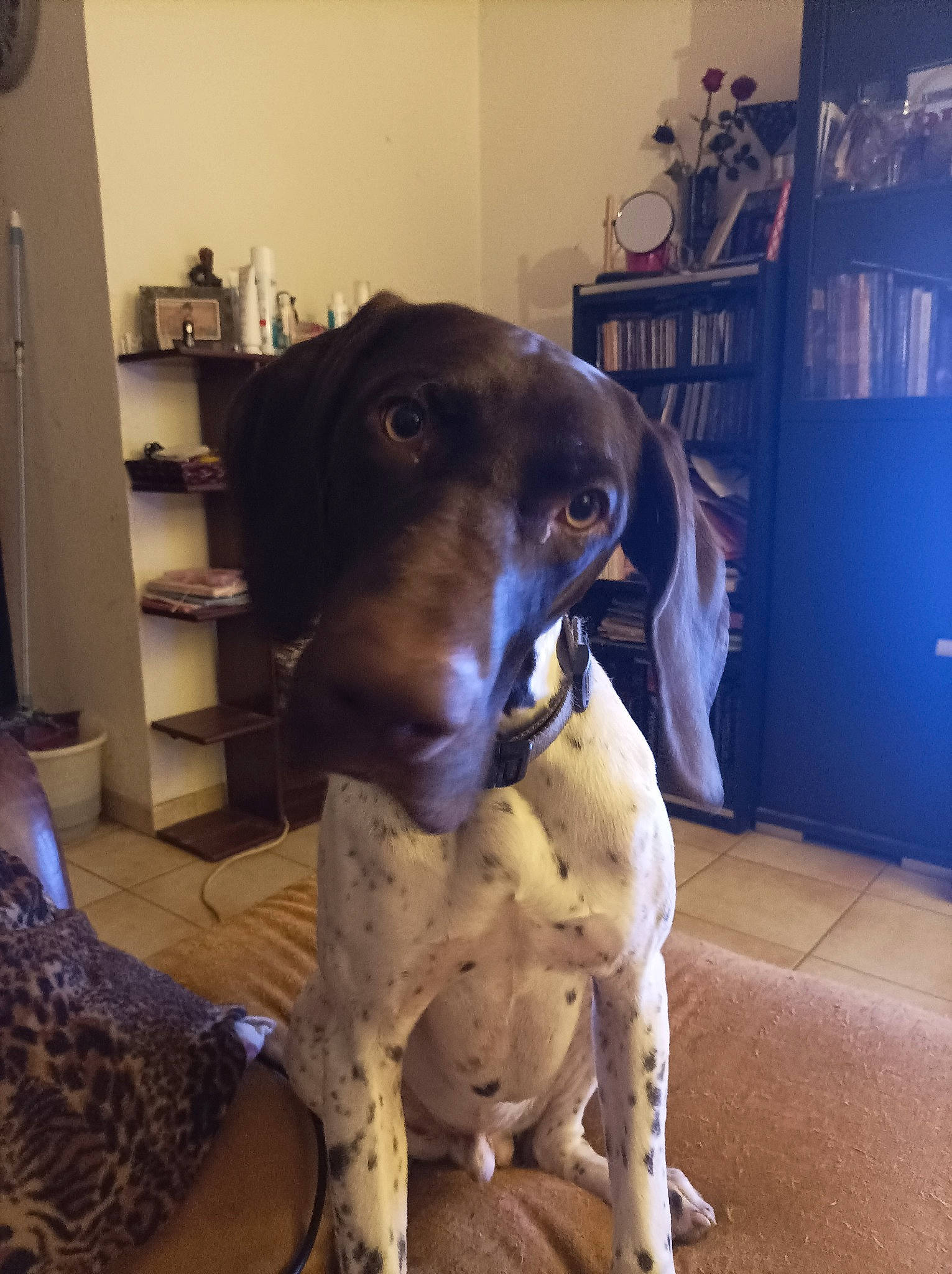 Urios participe au concours pour gagner de l'argent avec cette photo : braque_francais, canidae, carnivore, companion_dog, dog, dog_breed, fawn, flooring, fur, german_shorthaired_pointer, guard_dog, hound, liver, non_sporting_group, pointing_breed, shelf, shelving, snout, sporting_group, working_animal