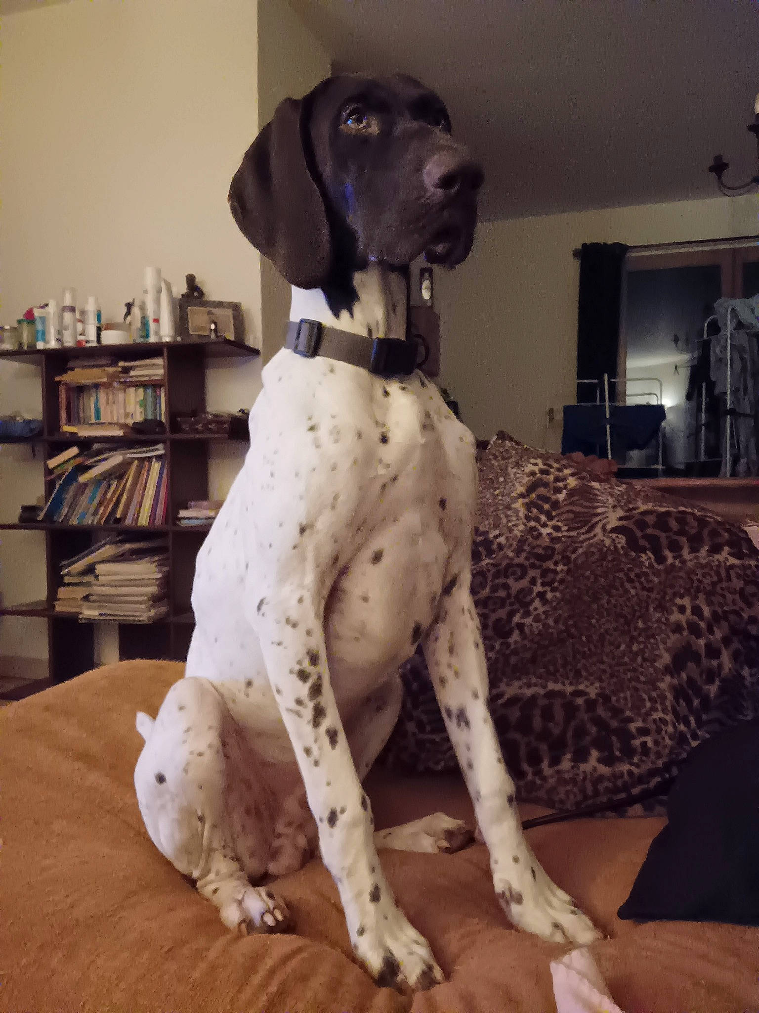 Urios a rejoint le concours — aidez-le/la à gagner de superbes lots ! bookcase, canidae, carnivore, companion_dog, dog, dog_breed, dog_collar, dog_supply, fawn, flooring, fur, great_dane, metal, pet_supply, pointer, shelf, snout, sporting_group, wood, working_animal