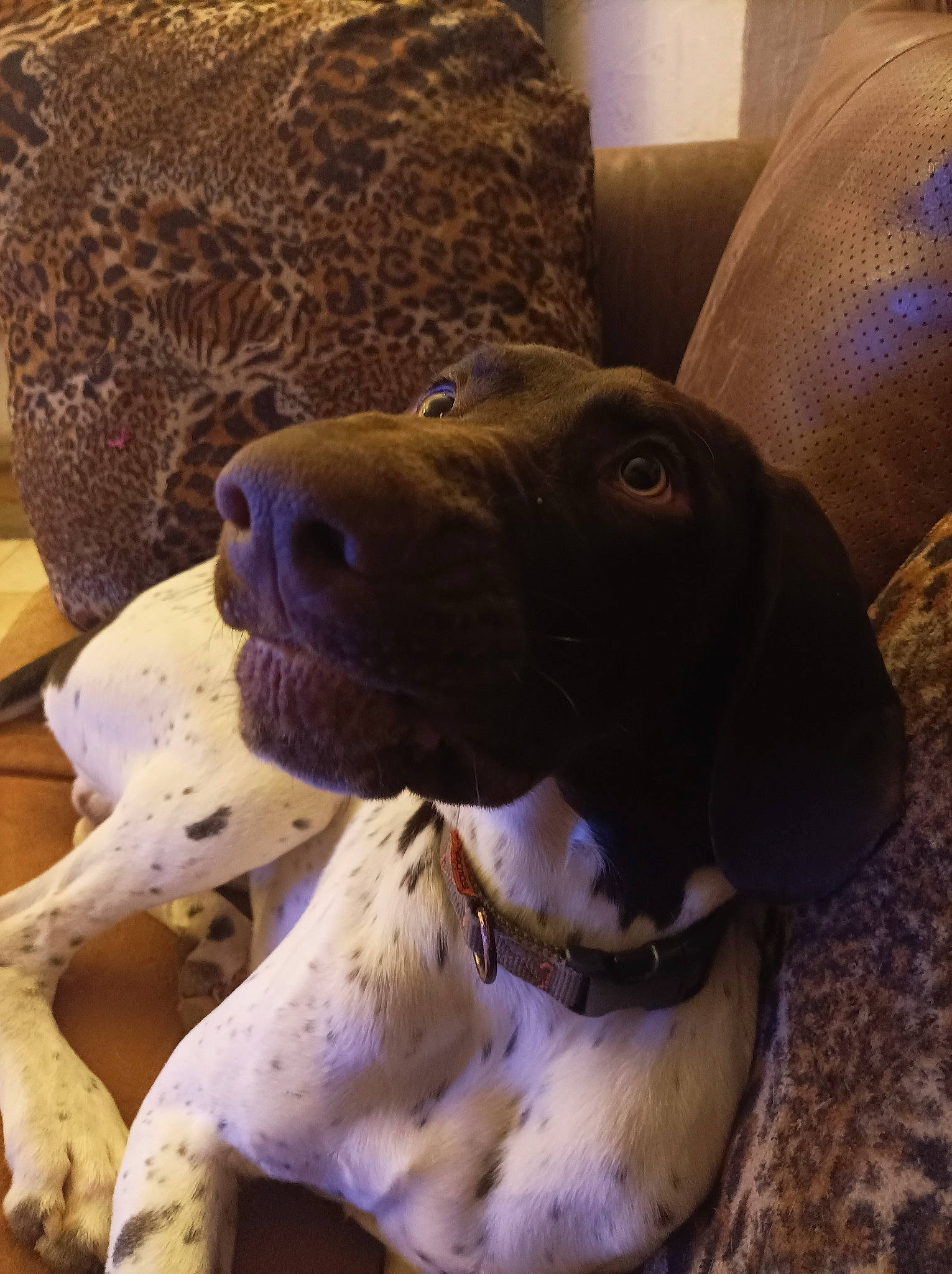 Urios participe au concours pour gagner de l'argent avec cette photo : art, canidae, carnivore, companion_dog, dog, dog_breed, dog_collar, fawn, guard_dog, gun_dog, liver, mammal, metal, paw, pointing_breed, snout, sporting_group, terrestrial_animal, whiskers, working_animal