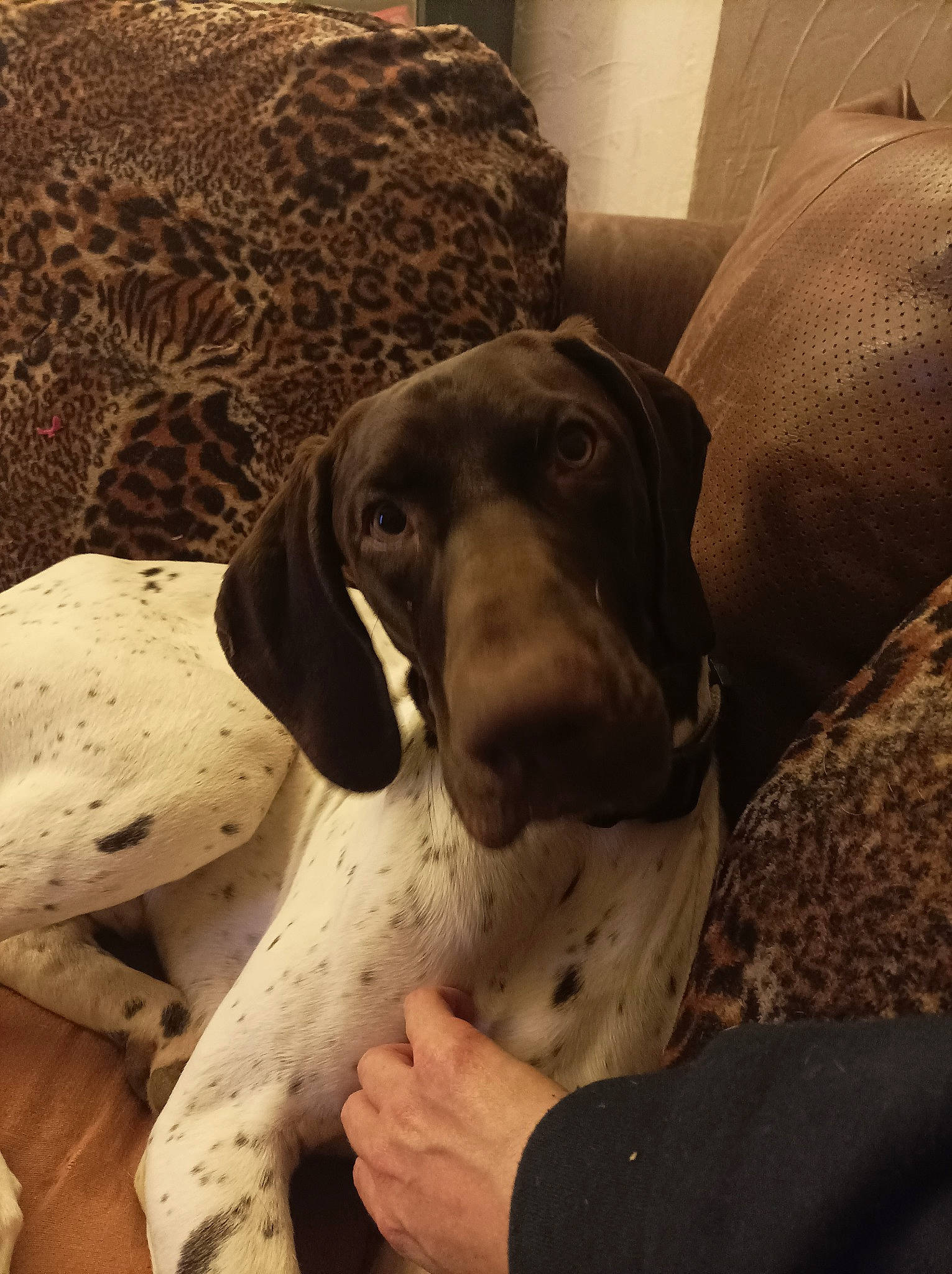 Urios participe au concours pour gagner de l'argent avec cette photo : braque_dauvergne, braque_francais, canidae, carnivore, comfort, companion_dog, dog, dog_breed, ear, hound, hunting_dog, liver, non_sporting_group, working_animal