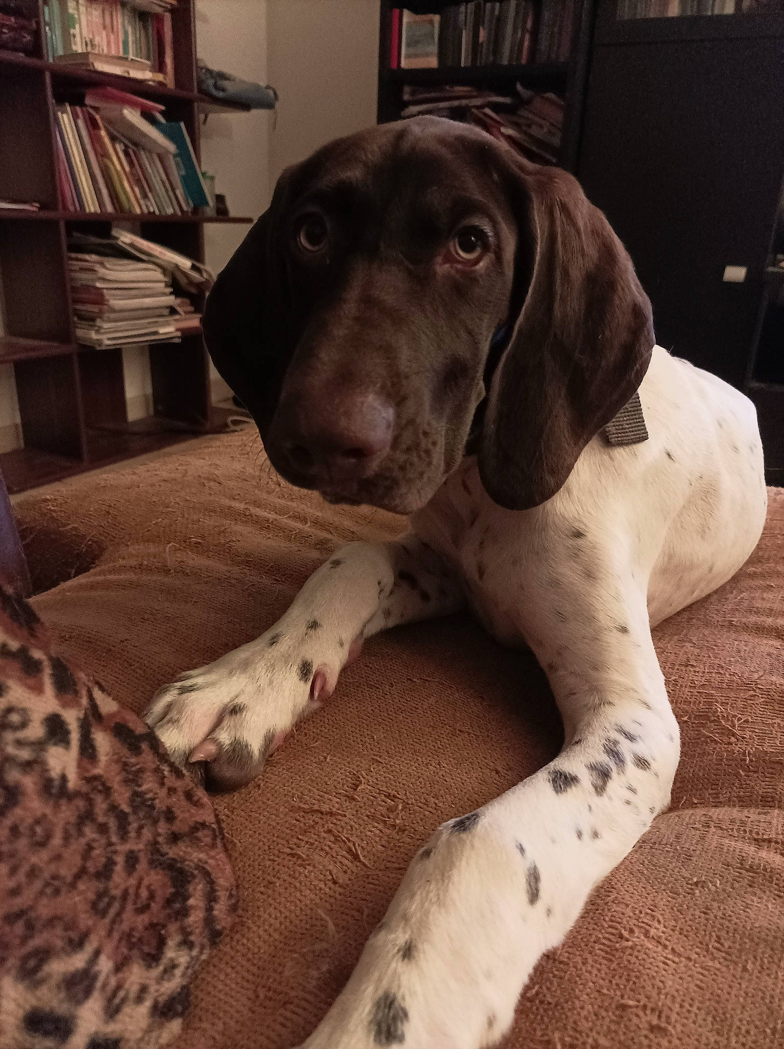 Urios participe au concours pour gagner de l'argent avec cette photo : bookcase, canidae, carnivore, comfort, companion_dog, dog, dog_breed, dog_collar, dog_supply, fawn, great_dane, grey, liver, metal, pet_supply, shelf, snout, sporting_group, whiskers, working_animal