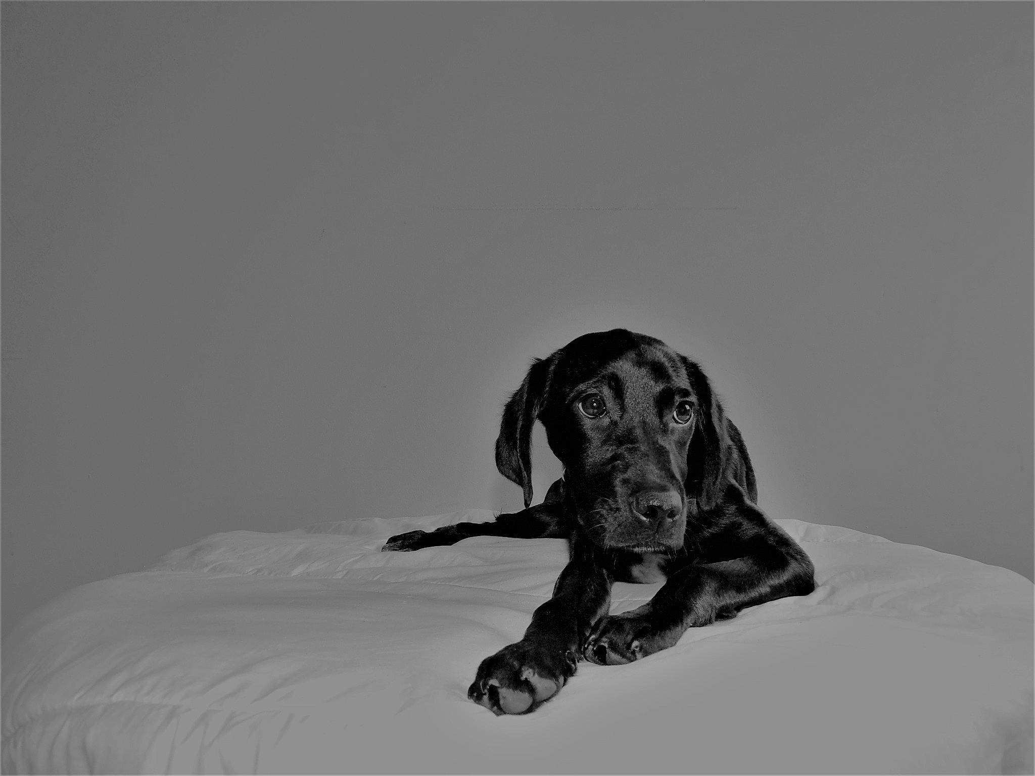 Reïka participe au concours pour gagner de l'argent avec cette photo : canidae, carnivore, comfort, companion_dog, dog, dog_breed, dog_collar, fur, grey, guard_dog, liver, monochrome, monochrome_photography, pet_supply, puppy, snout, sporting_group, still_life_photography, working_animal, working_dog