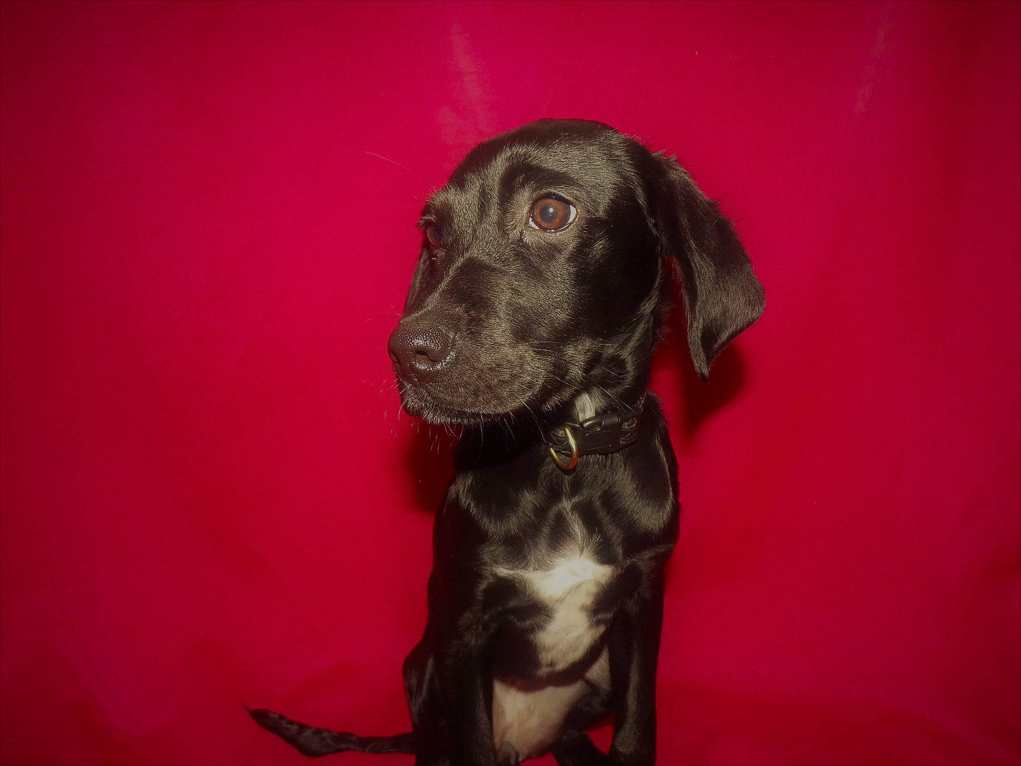 Reïka participe au concours pour gagner de l'argent avec cette photo : borador, canidae, carnivore, companion_dog, dog, dog_breed, fawn, fur, gun_dog, hunting_dog, liver, non_sporting_group, old_danish_pointer, snout, sporting_group, working_animal