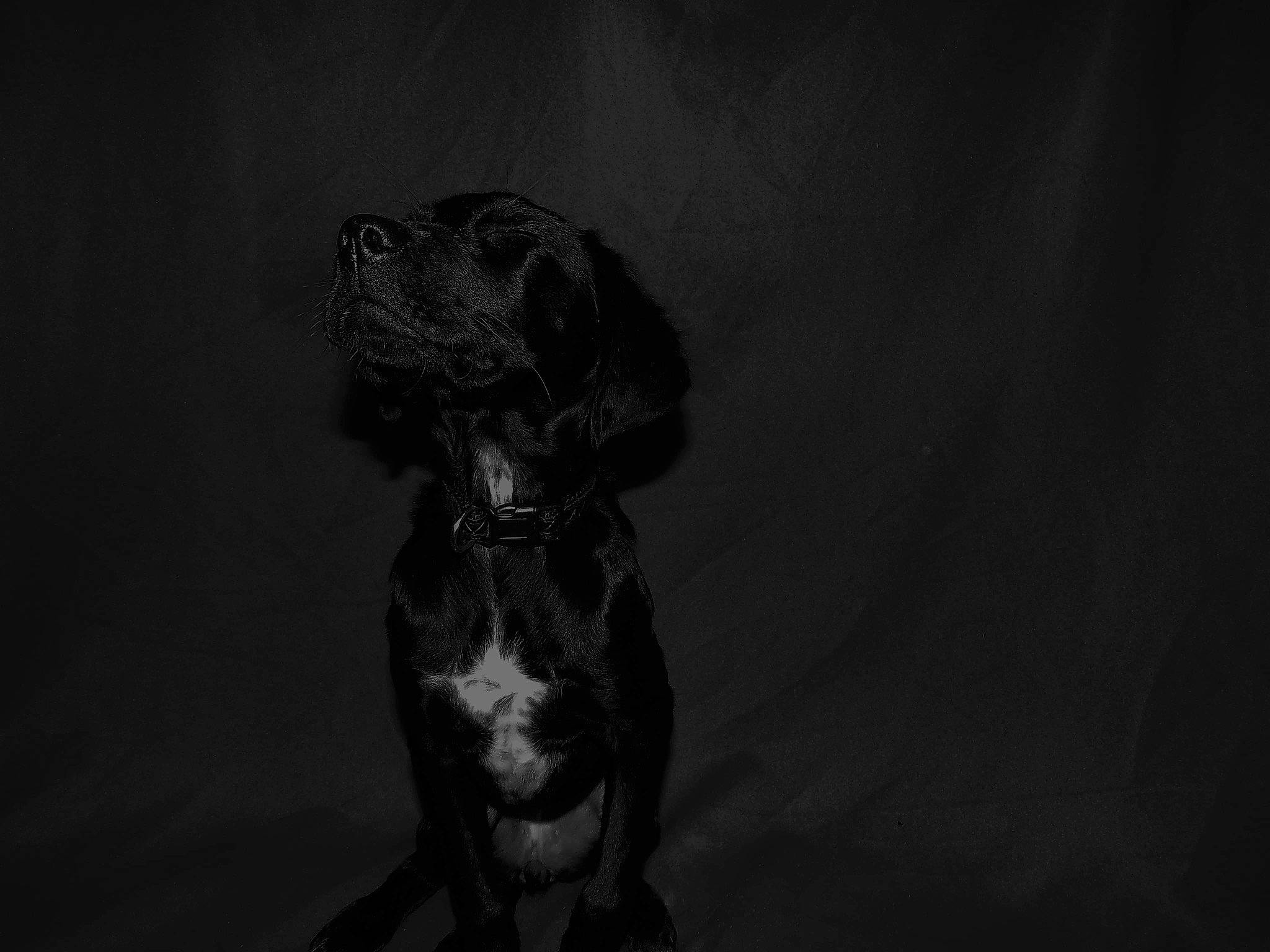 Reïka a rejoint le concours — aidez-le/la à gagner de superbes lots ! art, canidae, carnivore, companion_dog, darkness, dog, dog_breed, flash_photography, fur, grey, guard_dog, monochrome, monochrome_photography, paw, snout, sporting_group, tail, terrestrial_animal, toy, whiskers