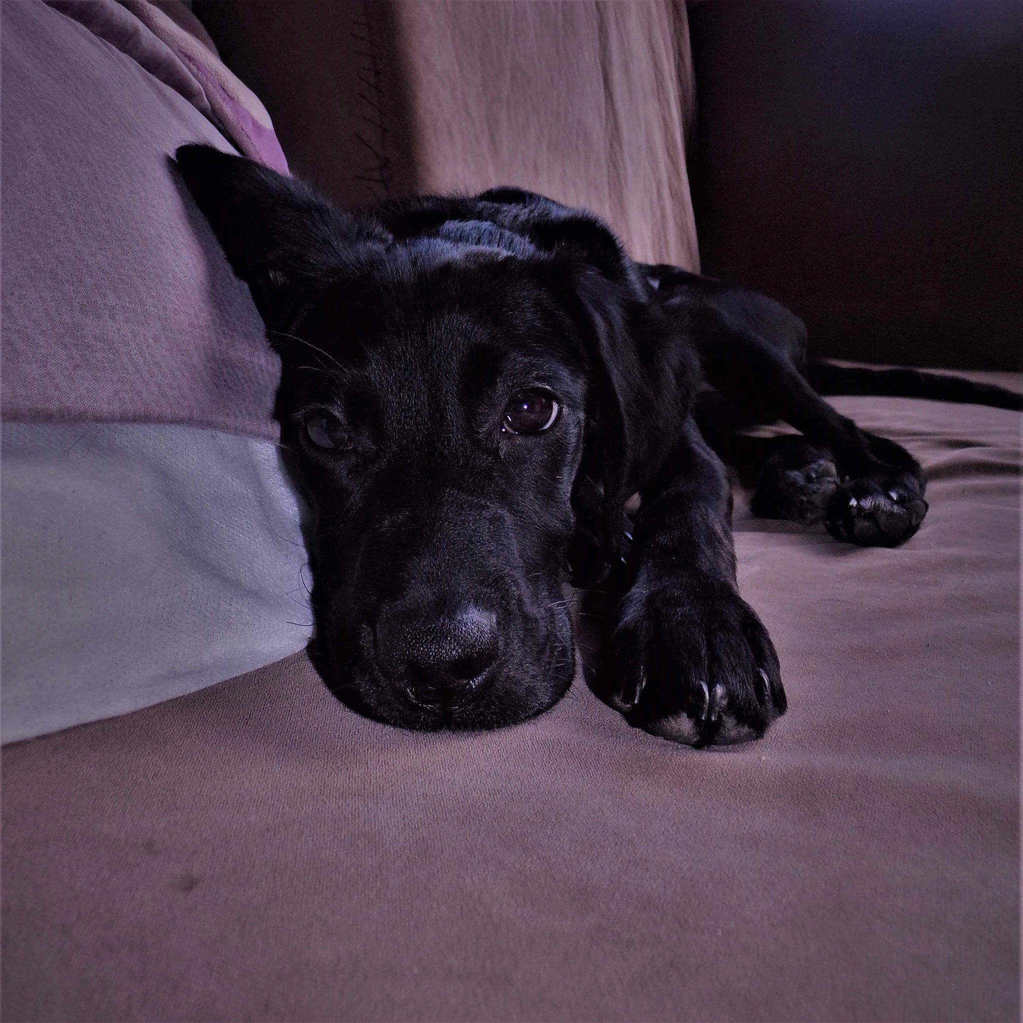 Reïka a rejoint le concours — aidez-le/la à gagner de superbes lots ! borador, canidae, carnivore, comfort, companion_dog, curtain, dog, dog_breed, fawn, flooring, foot, fur, liver, paw, pointing_breed, retriever, snout, sporting_group, whiskers, working_animal