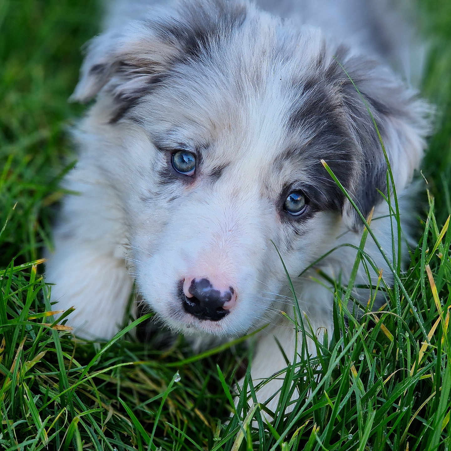 Valko a rejoint le concours — aidez-le/la à gagner de superbes lots ! animal, canine, cockerspaniel, collie, dog, eskimodog, field, goldenretriever, grass, grassland, husky, lawn, nature, outdoors, pet, plant, puppy, snout, terrier, whitedog