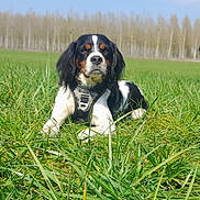 Tango participe au concours pour gagner de l'argent avec cette photo : animal, background, black_and_white, calm, canine, daytime, dog, ears, field, fur, grass, harness, lying_down, muzzle, nature, outdoor, pet, portrait, sunny, trees
