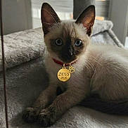Zeus participe au concours pour gagner de l'argent avec cette photo : cat, siamese_cat, pet, animal, blue_eyes, collar, medal, gold_tag, red_collar, sitting, lounging, indoor, cat_tree, blanket, soft_surface, window, portrait, whiskers, pointed_ears, phone_screenshot
