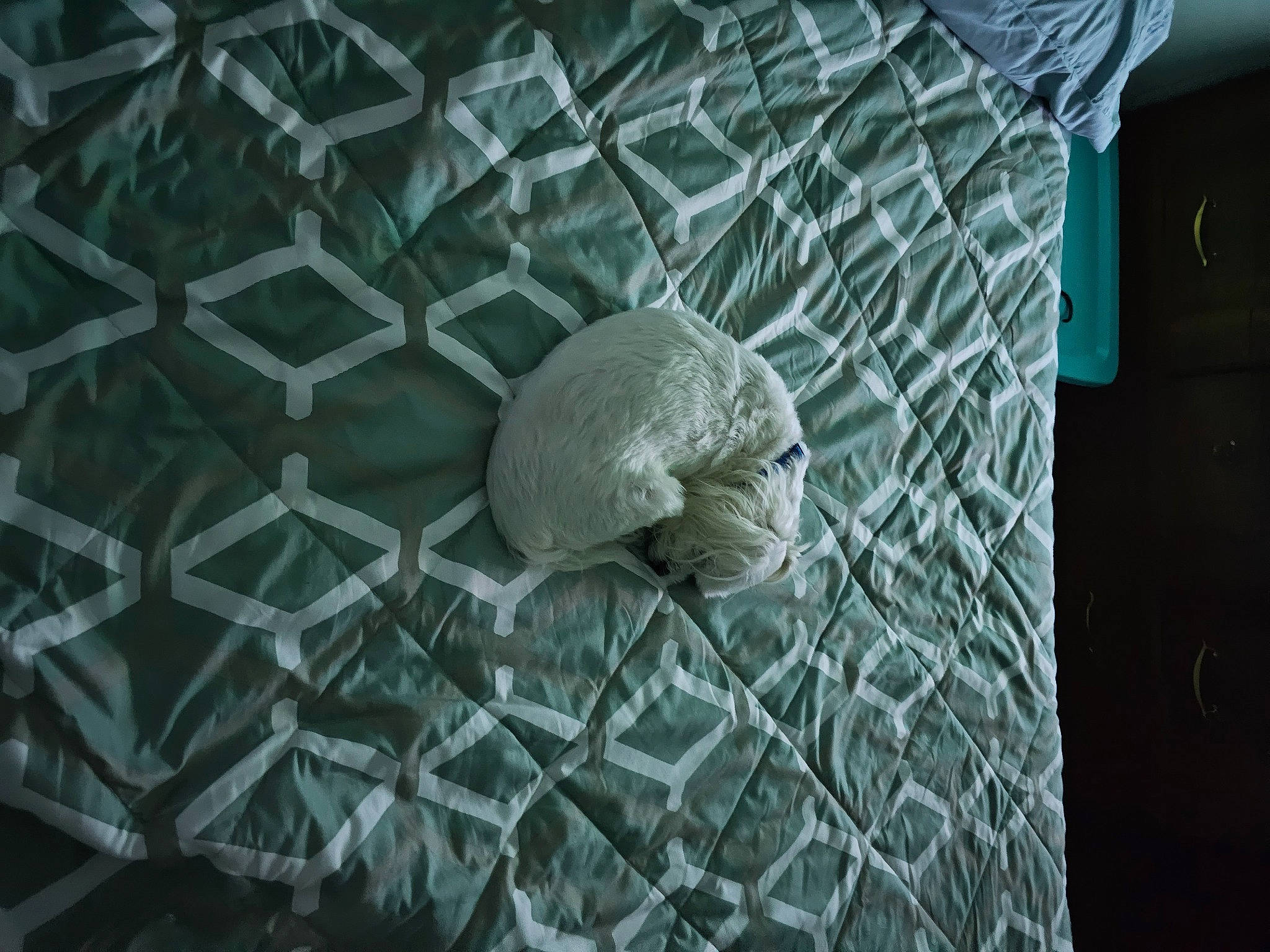 Wilson is registered to the contest to win money with this photo: art, artifact, cage, circle, grass, metal, monochrome, monochrome_photography, net, organism, pattern, reptile, rock, room, sculpture, sphere, stone_carving, terrestrial_animal, wildlife