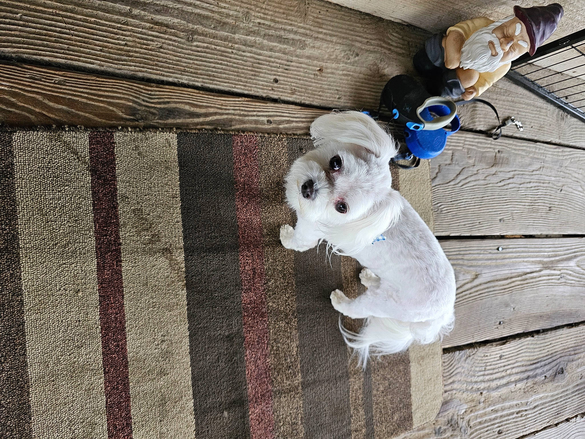 Wilson joined the competition — help win amazing prizes! canidae, companion_dog, dog_breed, fashion_accessory, flooring, fur, grey, hardwood, linens, pattern, plush, sporting_group, stuffed_toy, tail, teddy_bear, toy, wire, wood, wood_flooring, woven_fabric