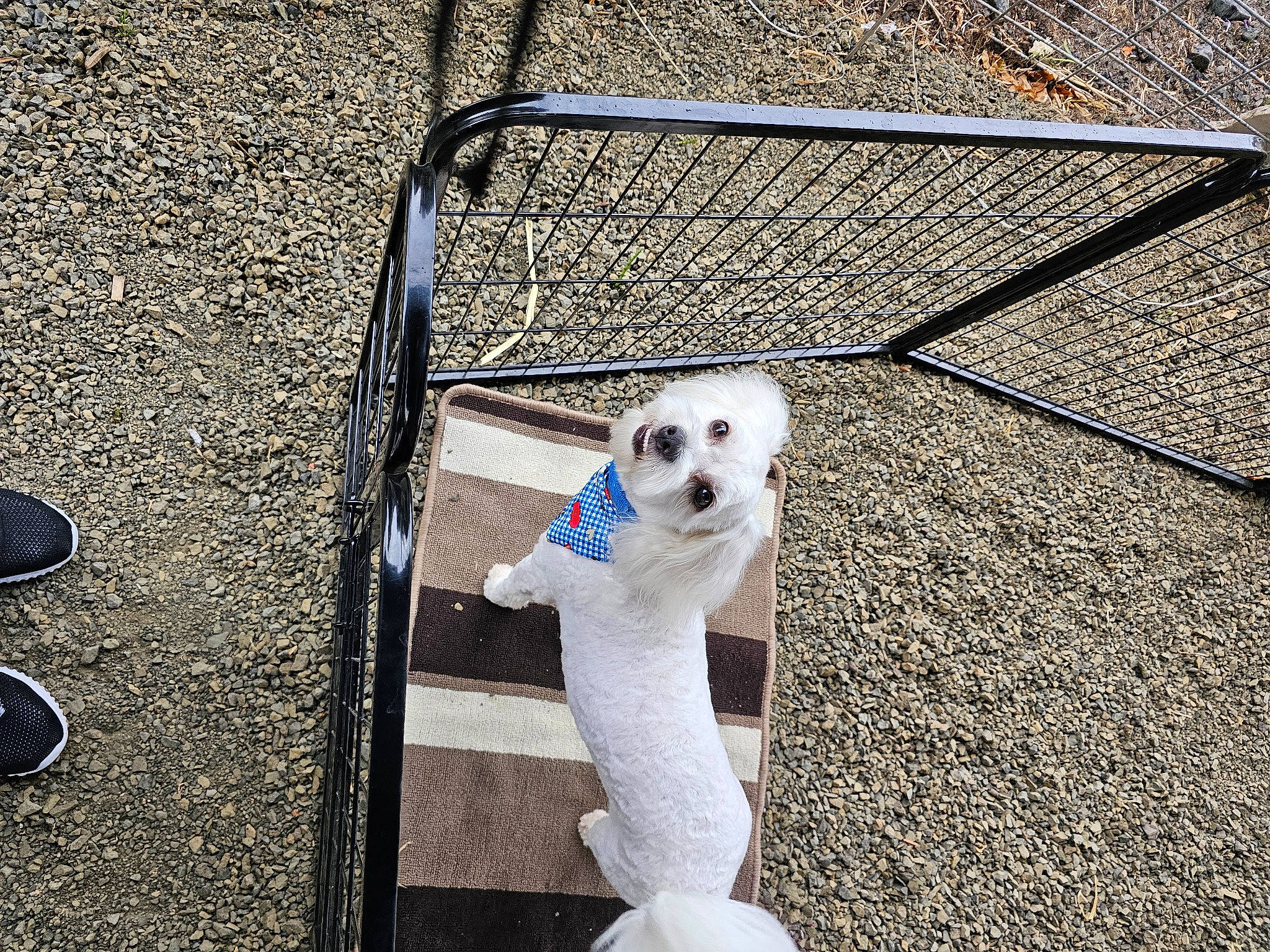 Seacil is registered to the contest to win money with this photo: asphalt, canidae, carnivore, companion_dog, dog, dog_breed, eyewear, fashion_accessory, fawn, flooring, grass, leash, metal, pattern, road_surface, sidewalk, snout, sporting_group, tints_and_shades, toy