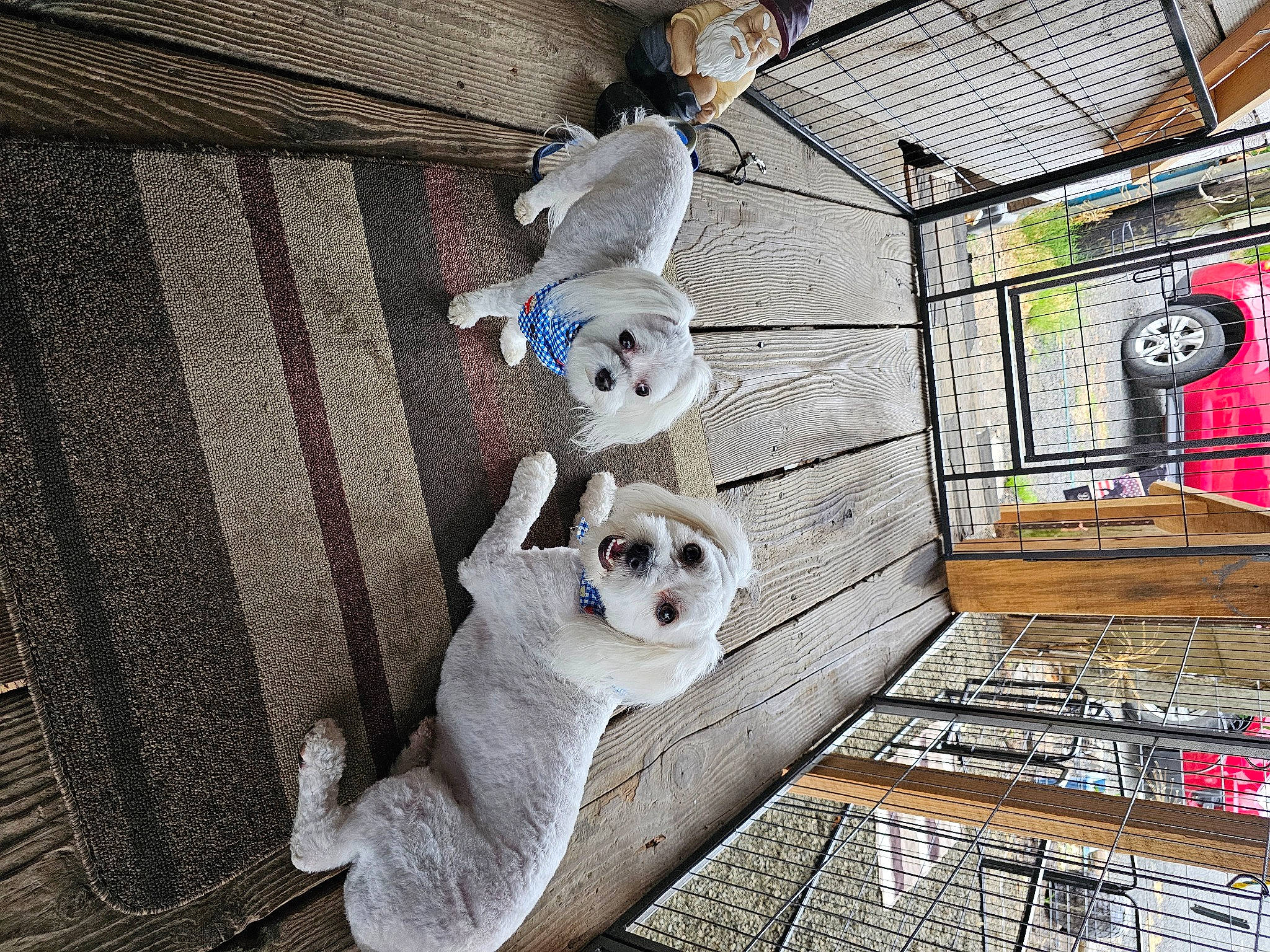 Seacil joined the competition — help win amazing prizes! animal_shelter, art, cage, carnivore, comfort, companion_dog, couch, fawn, fur, mesh, metal, pet_supply, room, snout, stuffed_toy, terrestrial_animal, textile, visual_arts, whiskers, wood