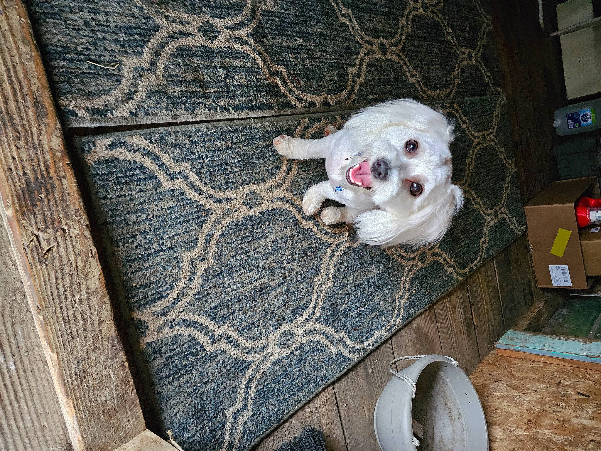 Seacil joined the competition — help win amazing prizes! art, canidae, carmine, companion_dog, dog_breed, fawn, floor, flooring, fur, grey, linens, pattern, room, snout, stuffed_toy, tail, textile, toy, whiskers, wood