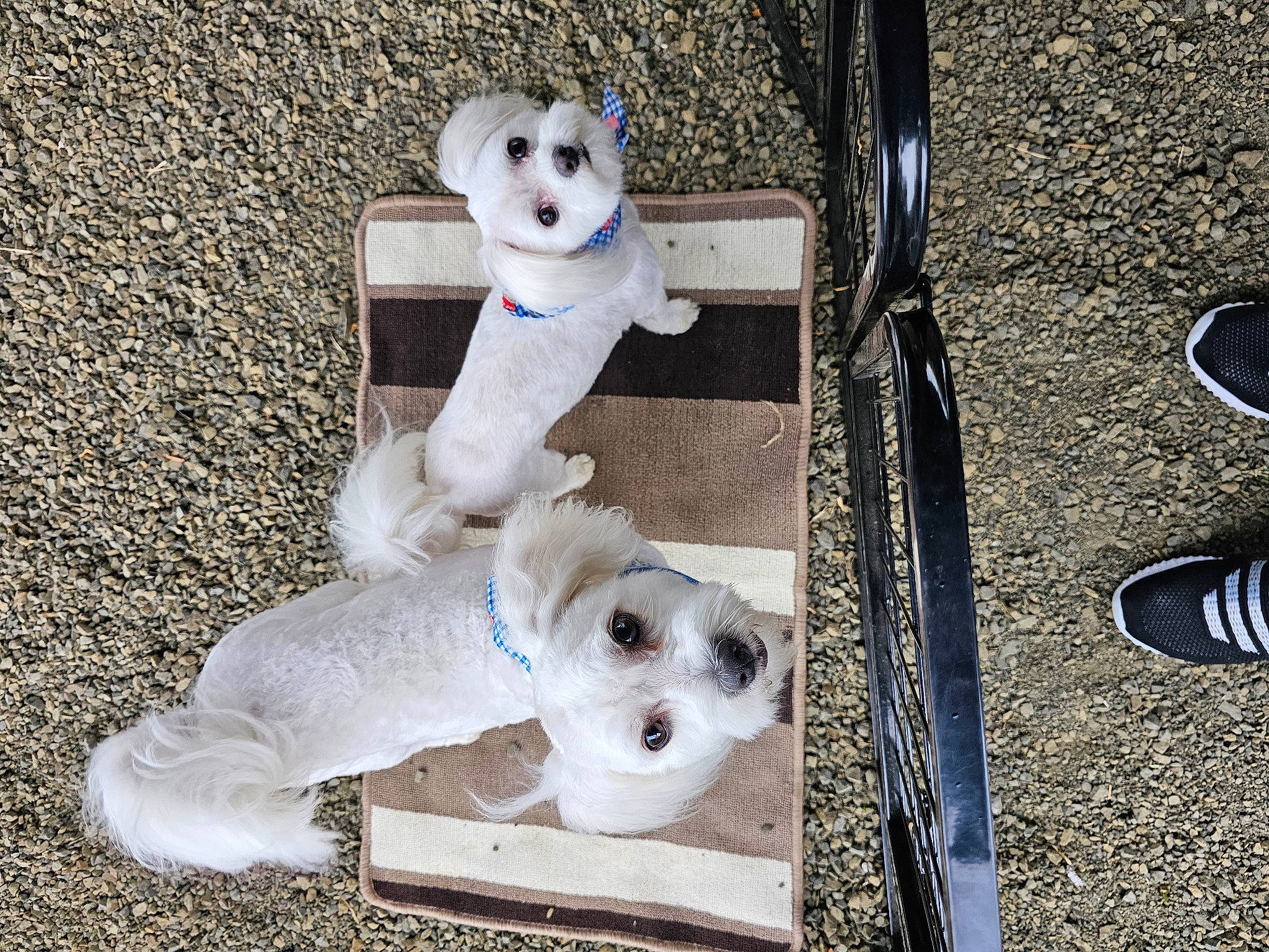 Seacil joined the competition — help win amazing prizes! canidae, carnivore, collar, companion_dog, dog, dog_breed, dog_collar, dog_supply, fashion_accessory, fawn, fur, pet_supply, plastic, snout, sporting_group, stuffed_toy, toy, toy_dog, white, working_animal