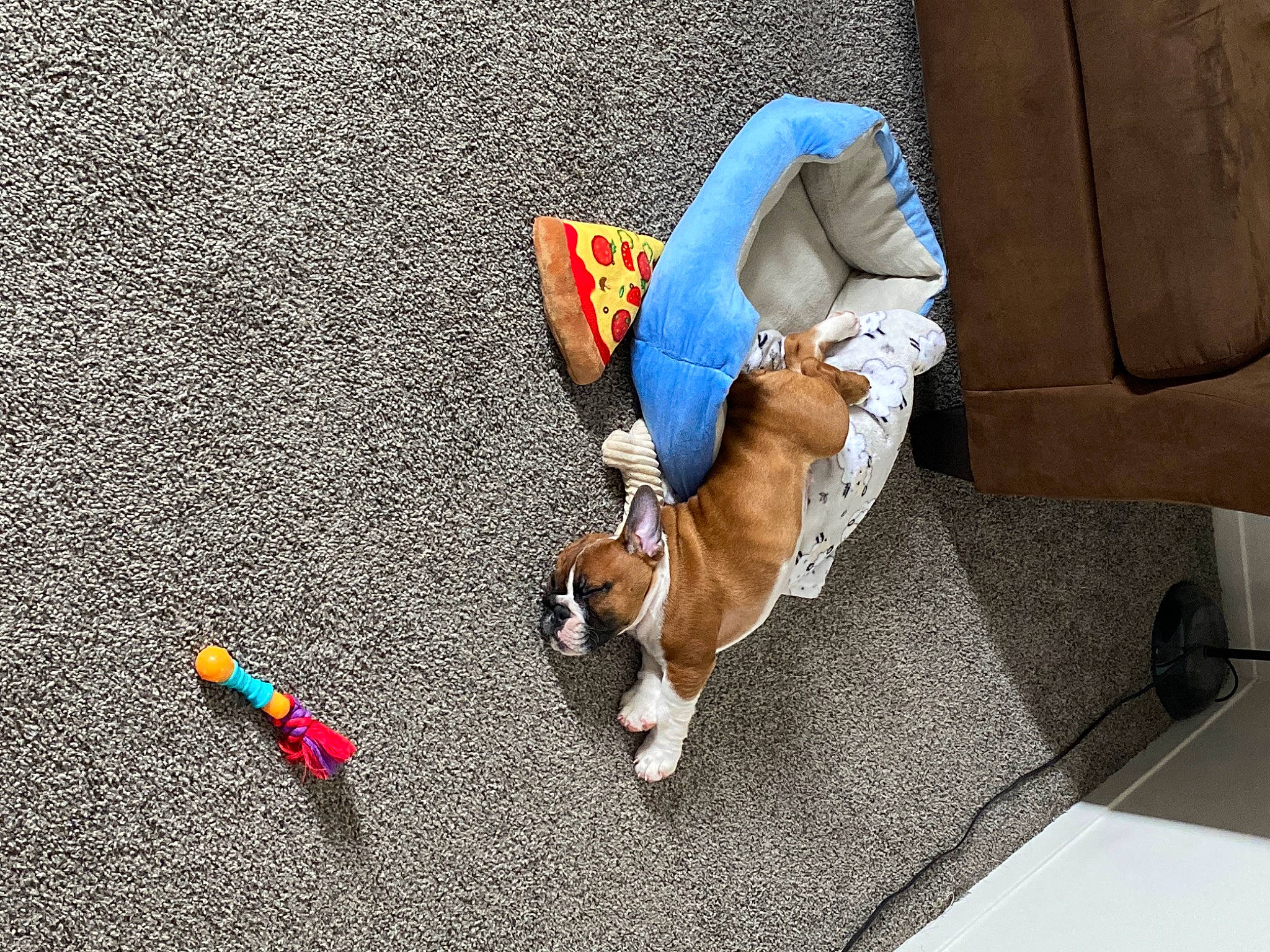 Ace is registered to the contest to win money with this photo: asphalt, canidae, carnivore, comfort, companion_dog, couch, dog, dog_breed, dog_clothes, dog_supply, fawn, flooring, human_leg, leash, paw, pet_supply, road_surface, sidewalk, sporting_group, tail