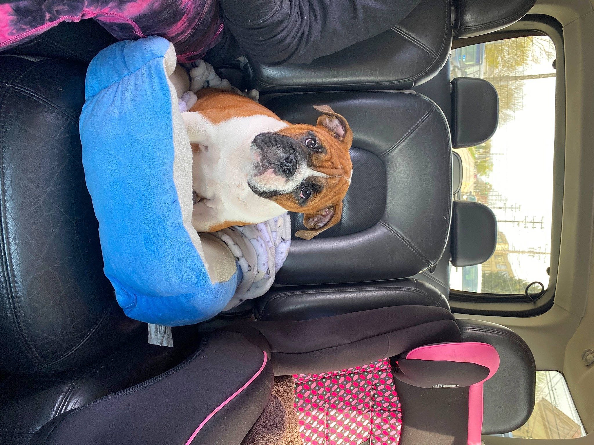 Ace is registered to the contest to win money with this photo: auto_part, automotive_design, automotive_exterior, car_seat, car_seat_cover, carnivore, comfort, companion_dog, dog, dog_breed, head_restraint, mode_of_transport, motor_vehicle, seat_belt, snout, steering_part, steering_wheel, vehicle, vehicle_door, window