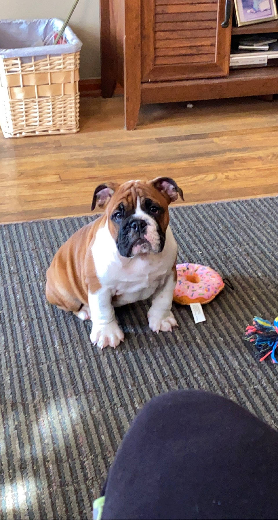 Ace joined the competition — help win amazing prizes! bulldog, cabinetry, carnivore, companion_dog, dog, dog_breed, fawn, floor, flooring, grass, hardwood, molosser, plant, sporting_group, toy_dog, whiskers, wood, wood_stain, working_animal, wrinkle