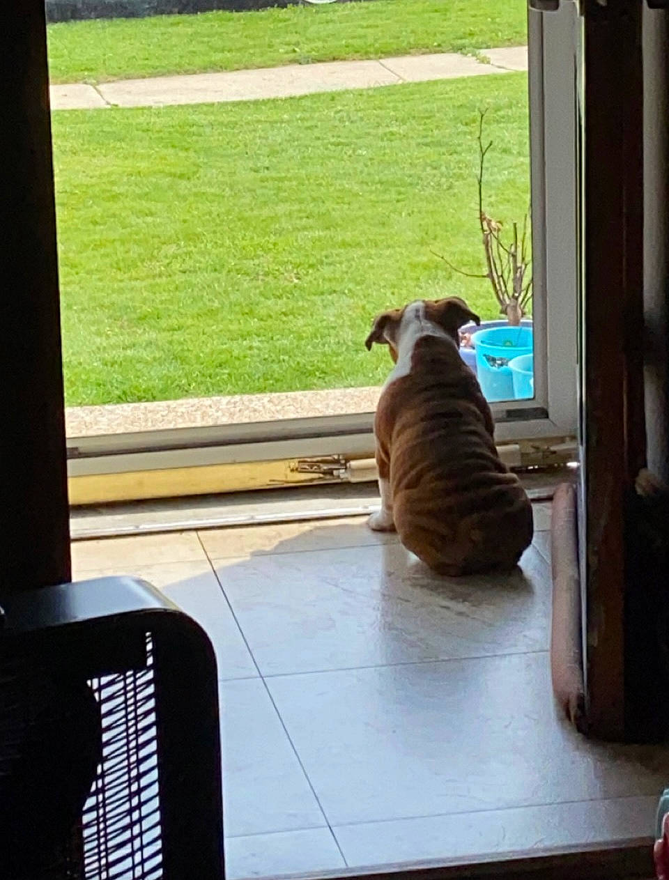 Ace joined the competition — help win amazing prizes! carnivore, companion_dog, deck, dog, dog_breed, dog_collar, fawn, floor, flooring, hardwood, liver, pet_supply, plant, shade, sporting_group, tail, tints_and_shades, window, wood, working_animal