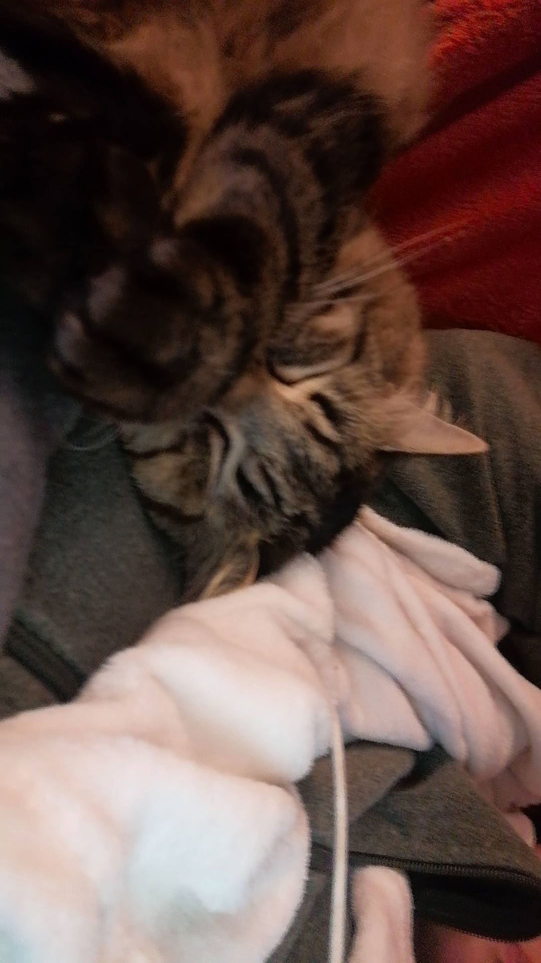 animal, blanket, blurred, cat, close_up, comfort, cozy, domestic, ear, fabric, fur, indoor, pet, relaxation, resting, sleepy, soft_texture, tabby, warm, whiskers