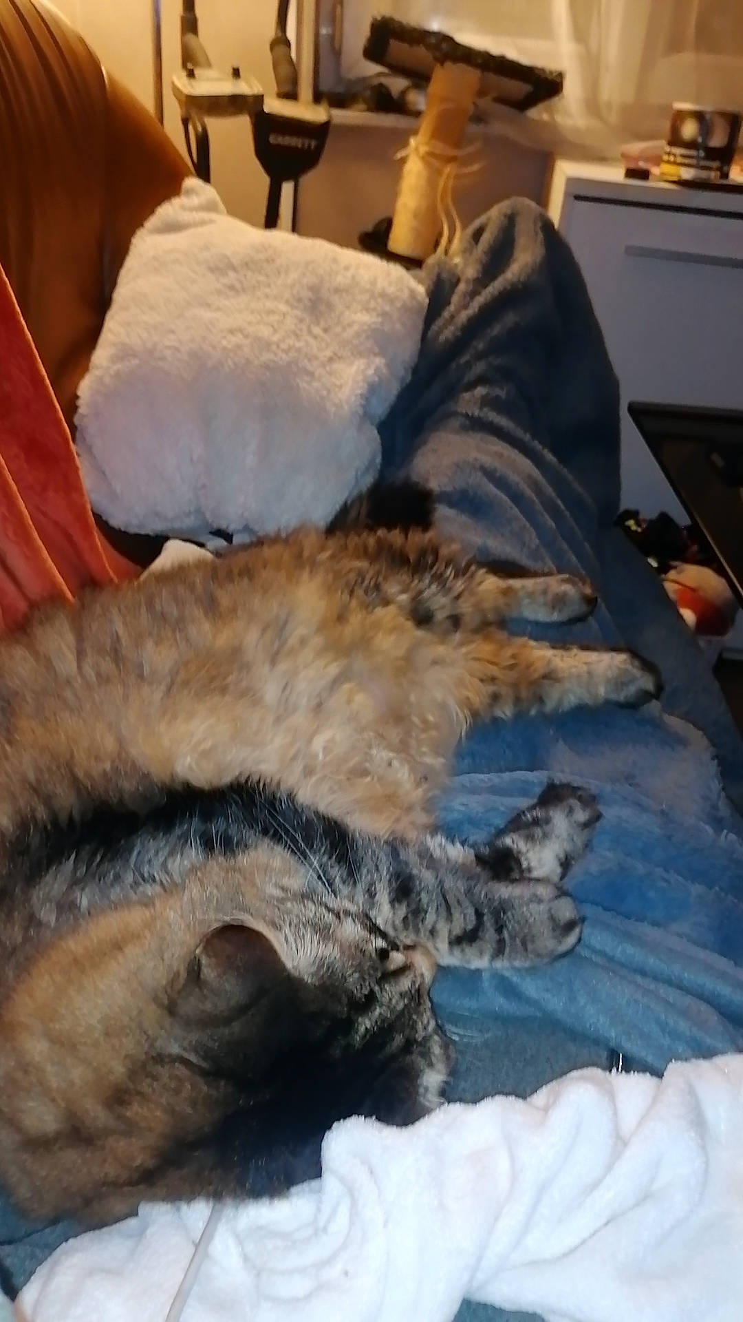 Cannelle a rejoint le concours — aidez-le/la à gagner de superbes lots ! animal, blanket, cat, comfort, cozy, cushion, domestic, feline, fur, furniture, home, indoor, pet, pillow, relaxation, resting, scratching_post, sleeping, soft, tabby_cat