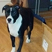 Freyja participe au concours pour gagner de l'argent avec cette photo : dog, black_and_white, indoor, wooden_floor, cardboard_box, curious, pet, animal, floor, furniture, clothing, standing, canine, domestic, household, background, blurred, walking, four_legs, ears
