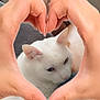 Bibi a rejoint le concours — aidez-le/la à gagner de superbes lots ! cat, white_cat, hands, heart_shape, cozy, blanket, indoor, pet, animal, feline, cute, soft_texture, relaxed, closeup, love, affection, nail_polish, human, paw, portrait