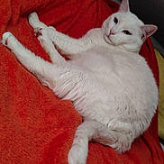 Bibi participe au concours pour gagner de l'argent avec cette photo : cat, white_cat, animal, pet, feline, lying_down, relaxed, indoor, blanket, orange_blanket, fur, cozy, comfort, paw, tail, cute, domestic_animal, resting, mammal, whiskers