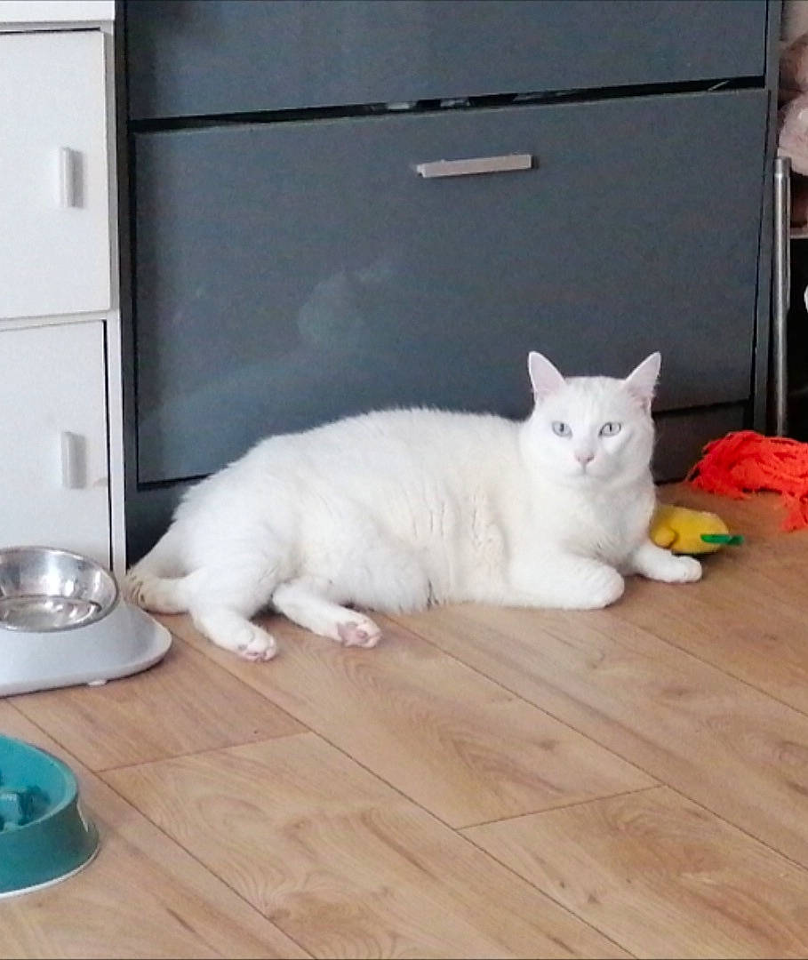 animal, blue_eyes, bowl, cabinet, cat, curious, domestic_animal, feline, floor, furniture, home, indoor, kitten, laying_down, pet, quiet, resting, toy, white_cat, wooden_floor
