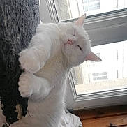 Bibi a rejoint le concours — aidez-le/la à gagner de superbes lots ! animal, cat, close_up, cozy, cute, domestic_animal, feline, fur, home, house, indoor, natural_light, paw, pet, relaxed, resting, sleepy, stretching, white_cat, window