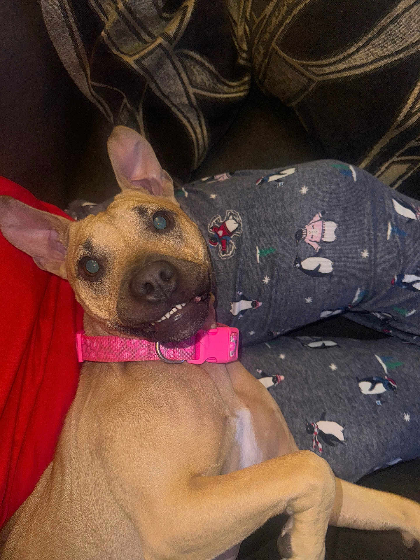 Bella is registered to the contest to win money with this photo: dog, pet, collar, pink_collar, couch, pajamas, penguin_pattern, red_shirt, cozy, indoor, smile, teeth, playful, brown_dog, ears_up, relaxed, person, legs, fabric, casual