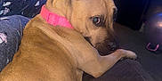 Bella is registered to the contest to win money with this photo: dog, tan_dog, pink_collar, pet, indoor, couch, furniture, person, pajamas, patterned_clothing, living_room, exercise_ball, television, wooden_dresser, carpet, relaxed, looking_back, animal, companion, cozy