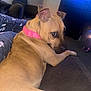 dog, tan_dog, pink_collar, pet, indoor, couch, furniture, person, pajamas, patterned_clothing, living_room, exercise_ball, television, wooden_dresser, carpet, relaxed, looking_back, animal, companion, cozy