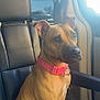 Bella is registered to the contest to win money with this photo: dog, tan_dog, pink_collar, car_interior, black_leather_seat, window, sunlight, pet, animal, sitting, seatbelt, car_door, ears, snout, paw, daylight, vehicle, leather, side_view, domestic_animal