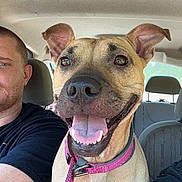 Bella is registered to the contest to win money with this photo: dog, car, collar, pet, animal, canine, happy, tongue_out, seat, interior, man, human, smile, transportation, vehicle, road_trip, friendship, leash, closeup, companion