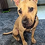 Bella joined the competition — help win amazing prizes! dog, tan_dog, carpet, indoor, pet, animal, ears, floor, door, toy, sock, foot, looking_up, curious, brown_eyes, sitting, close_up, home, domestic, canine