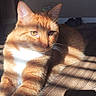 cat, ginger_cat, sunlight, shadows, striped_shadows, wooden_floor, indoor, pet, feline, relaxed, animal, whiskers, ears, paw, closeup, daylight, home, resting, cute, fur