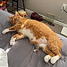 cat, orange_cat, sleeping, bed, toy_mouse, plush_toy, axolotl_plush, chair, ukulele, carpet, blanket, wall, power_outlet, cord, indoor, pet, relaxing, sunlight, cozy, feline