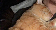 Blanco joined the competition — help win amazing prizes! cat, orange_cat, sleeping, person, face, earring, glasses, couch, pillow, indoor, resting, pet, feline, fur, cozy, closeup, human, relaxing, comfort, animal